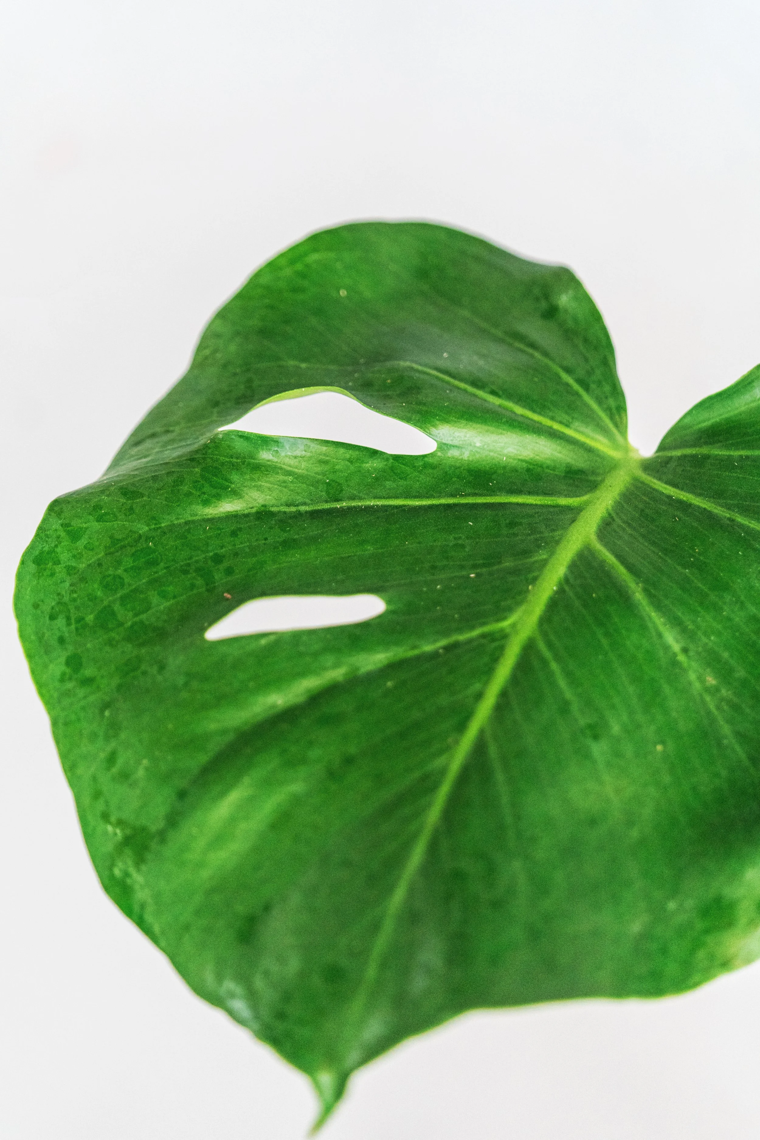 monstera — Wilson Plant Co